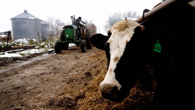 Amostras de vaca dos EUA enviada para abate detectaram gripe aviária, diz USDA