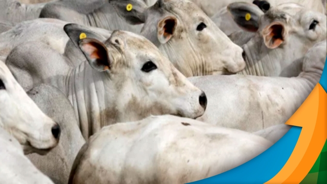 Vaca Louca: Faemg confirma que caso suspeito é do Norte de Minas e ocorreu em animal com mais de 10 anos