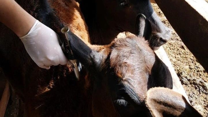 Vacinação contra a raiva em bovinos e bubalinos atinge 99% dos animais, nos 119 municípios goianos obrigatórios