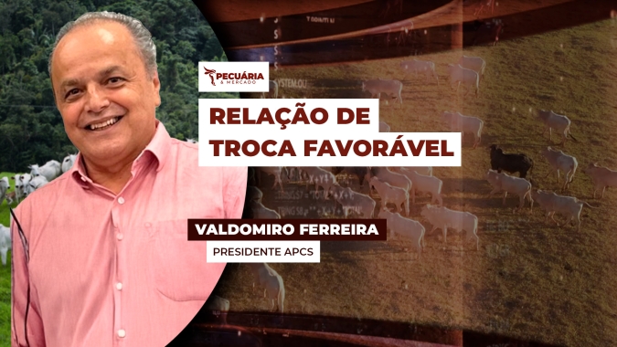 Suinocultura paulista aproveita queda do milho para garantir margens e formar estoques de ração