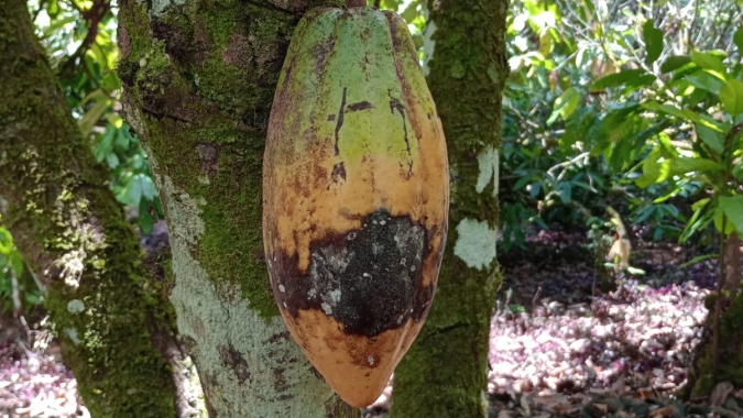 Cacau: Projeto de lei pede anistia de mais de R$ 80 mi de dívidas provenientes da vassoura de bruxa no sul da Bahia