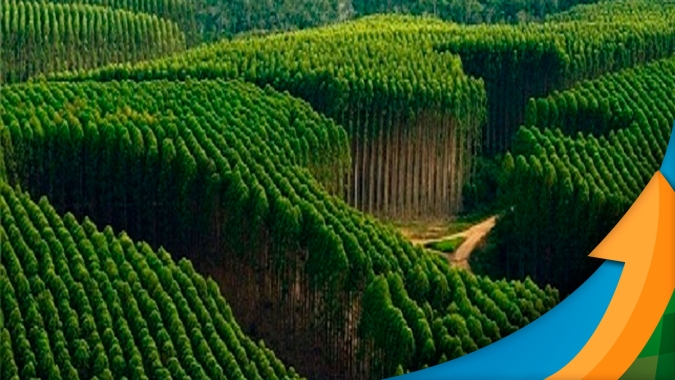 Deserto Verde: monocultura de árvores para celulose prejudica agenda ambiental e traz riscos para a sustentabilidade do agronegócio