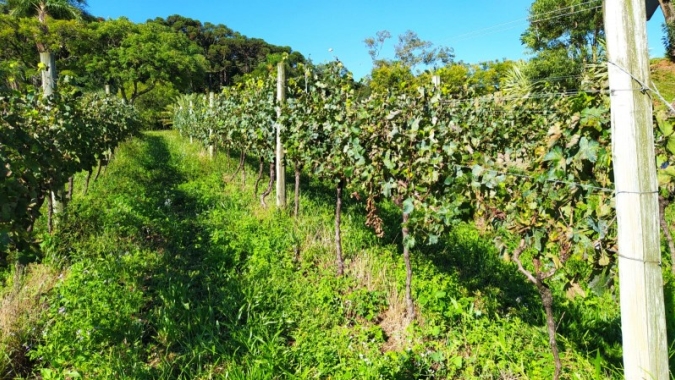 Horas de frio suficientes e ausência de geadas tardias potencializaram brotação das videiras na Serra Gaúcha