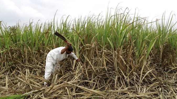 Safra de açúcar na Índia deve saltar 3% em 2021/22, estima adido do USDA