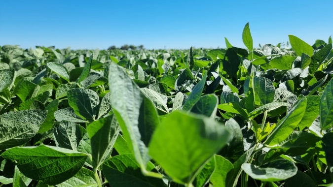 Embrapa e Meridional lançam duas cultivares de soja no Show Rural
