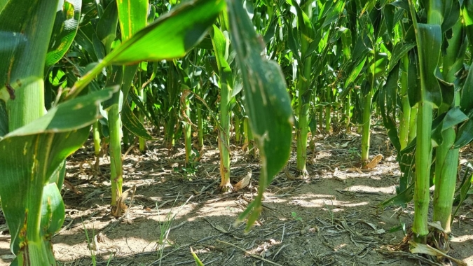 Ministério da Agricultura da Argentina mostra plantio do milho em 98,9%