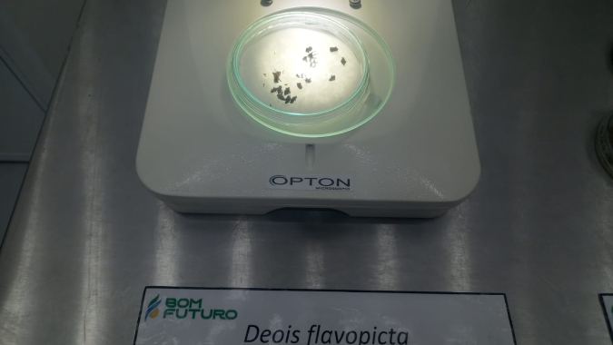 Com auxílio de bioinsumos, grupo Bom Futuro alcança eficiência de até 80% no controle da cigarrinha do milho 
