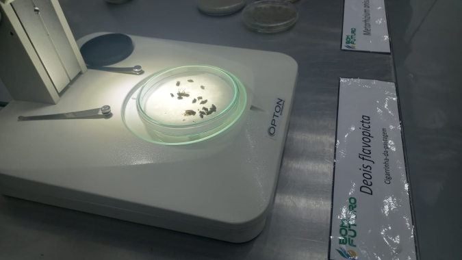 Artigo/Cepea: A precificação de bioinsumos pelo Cepea: desafios e perspectivas para o estabelecimento de um mercado futuro