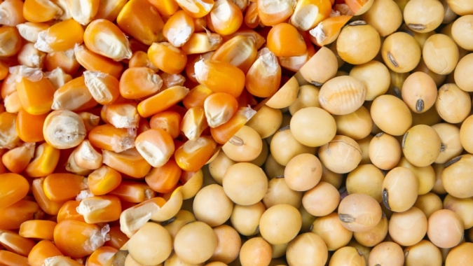 USDA traz vendas semanais do soja e milho dos EUA dentro da expectativa do mercado