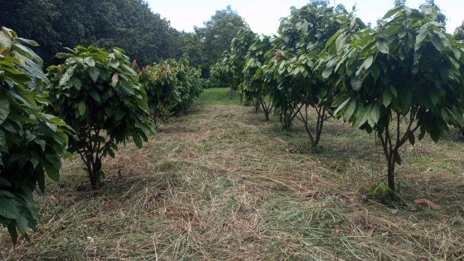 Toda a cadeia produtiva do cacau em SP será avaliada em pesquisa inédita no Brasil