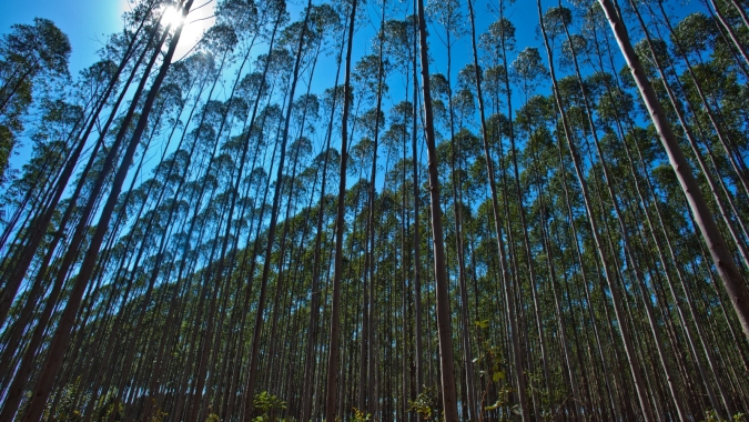 Manejo adequado é chave para desenvolvimento sustentável do setor florestal