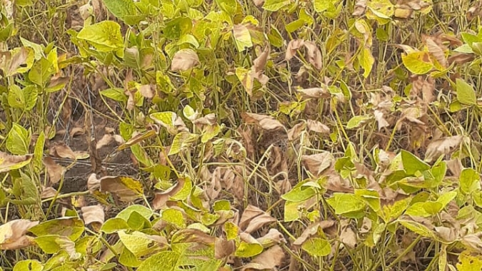 Parte da soja do RS tem redução do potencial com seca e calor, diz Emater