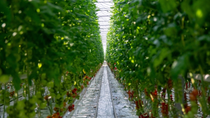 Hortitec 2025: BASF reforça portfólio para manejo integrado de frutas e hortaliças