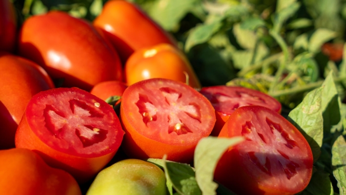 Tomate/Cepea: Ritmo de maturação acelerado pressiona cotações em todos os atacados