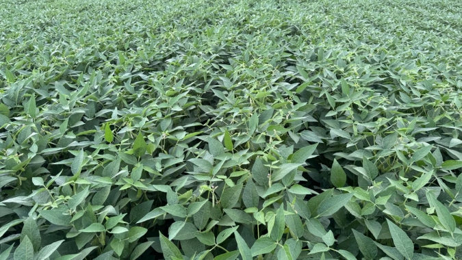 Última fronteira agrícola do país, Amapá desponta como novo polo logístico e condições favoráveis para a produção de soja