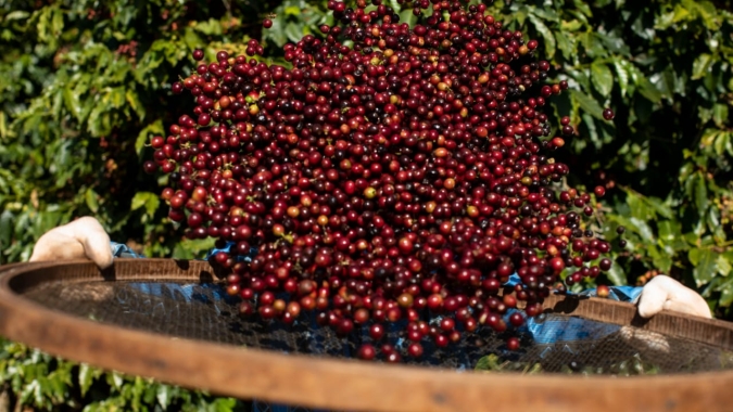 Do cafezal ao prato: estudo revela como polpa de café pode transformar alimentos e gerar valor