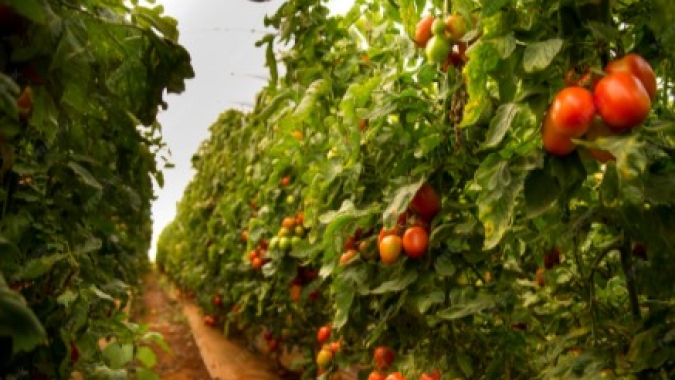 MipDay reúne setor de hortaliças, frutas e flores para debater o uso de biológicos na agricultura em larga escala