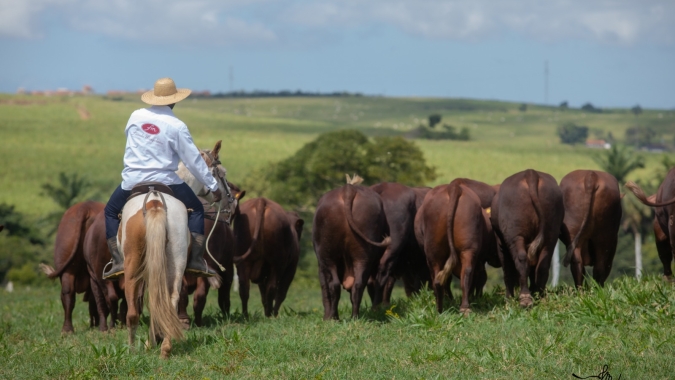 Santa Gertrudis expande território no MT e se firma no coração da pecuária brasileira