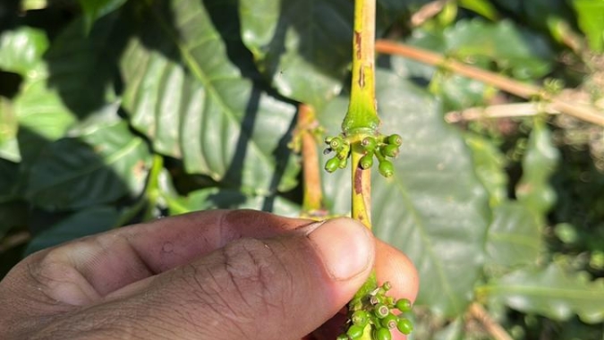 Após secas, temperaturas acima de 30°C na fase reprodutiva afetam desenvolvimento fisiológico dos cafezais