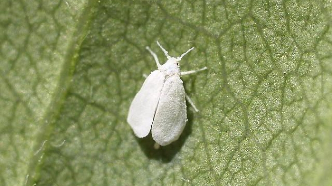 Mosca-branca pode inviabilizar cultivos de flores se controle não for preventivo