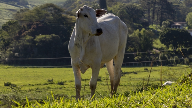 Abates de bovinos no Brasil vão crescer em 2025 antes de queda em 2026, prevê Datagro