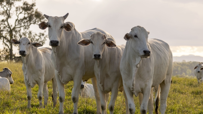 Agrobrazil: Boi gordo registrou baixa nas principais praças pecuárias