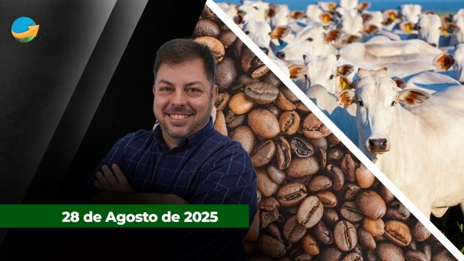 Mercado do boi tem escalas alongadas e oferta ajustada; café tem dia de realização de lucros nas bolsas