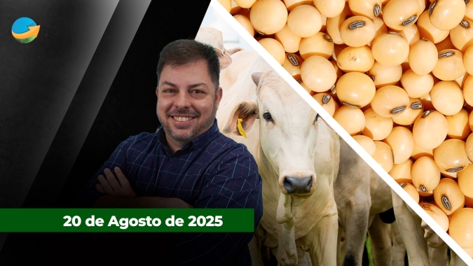 Soja americana ainda espera por demanda chinesa; exportações fortes limitam pressão sobre arroba do boi