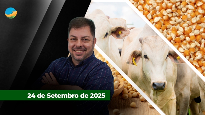 Soja e milho recuam em Chicago com maior presença Argentina nas vendas; Outubro é mês de alta para o boi gordo e esse ano não deve ser diferente