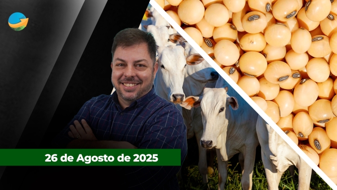 Soja em Chicago oscila entre oferta menor da nova safra e demanda fraca pelo grão americano; mercado do boi sem novidades, mas de olho na demanda de início de mês para voltar a subir