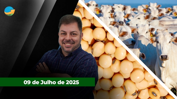 Soja recua em Chicago e perde os US$10 /bushel em setembro ; efeito geada no mercado do boi está chegando ao fim e arroba deve retomar alta
