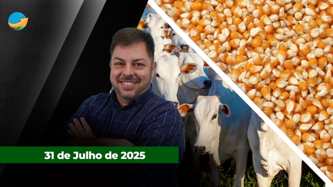 Arroba do boi reage em SP mesmo com tarifaço inviabilizando exportações aos EUA; soja da safra nova é negociada abaixo dos US$10/bushel