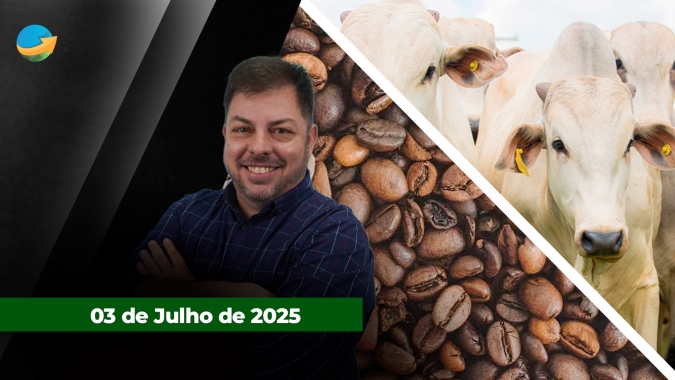 Mercado do boi gordo com negócios travados e frigoríficos fora das compras; Menores patamares de preços ainda remuneram cafeicultor