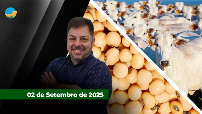 Boi e novilha ganham fôlego em SP com nova alta nos preços da arroba; já a soja recua em Chicago com pressão de velhos fundamentos
