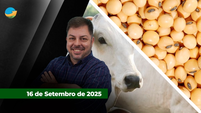 Praças paulistas registram queda nos preços da arroba do boi, da novilha e da vaca; soja sobe em Chicago com apoio de multifatores