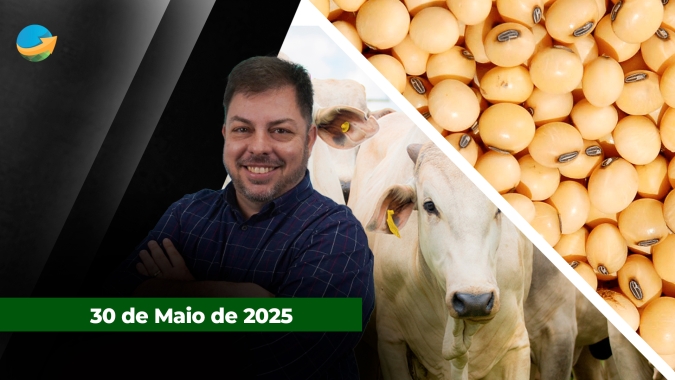 Cotações da arroba do boi voltam a subir em importantes praças fora de SP; Óleo recua mais de 3% e puxa soja em Chicago