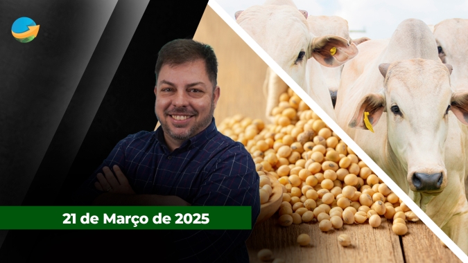 Semana encerra com alta nos preços da arroba em SP; queda do óleo e alta do dólar pressionam soja em Chicago