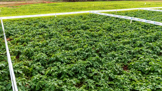 Corteva Agriscience lança Zorvec®, nova geração de fungicidas para batata, tomate e mais 17 culturas de hortifrúti