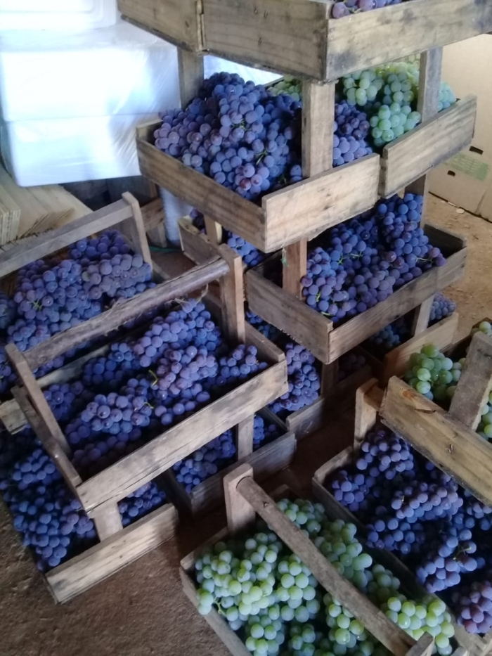 Uvas Louveira